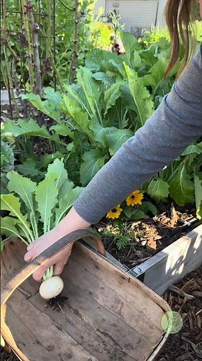 Turnip Harvest #harvesting