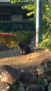 2020/12/06 五年前の今日のアボくん。 #フレンチブルドッグ #フレブル #rescuedog #frenchbulldog