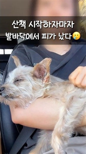 붕대 감고 휠체어 탄 19살 강아지