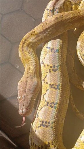 Kayuadi platinum super dwarf reticulated python | Queen of hearts ♥️ | #reptiles #python #snake