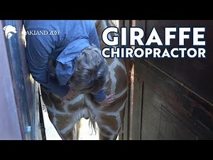 Giraffe Chiropractor at Oakland Zoo