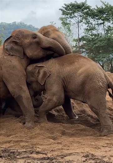Young Elephants Play Joyfully in Soft Sand Paradise