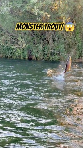 🐟 Brown Trout EXPLODED Out of the Water! 🤯