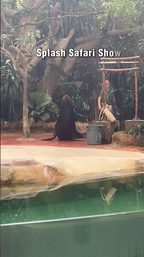 One of the Best Shows at Singapore Zoo! 🦭 #singaporezoo #sealion #travel