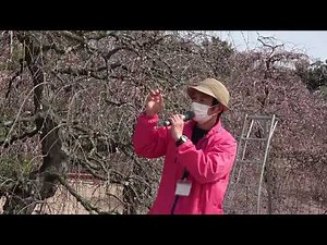 vol.70 鈴鹿の森庭園のご案内14 しだれ梅の剪定