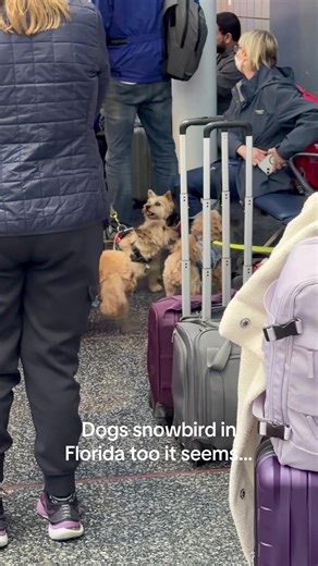 At least 5 dogs on the ORD —> RSW flight this morning 😊 @United Airlines #travel #chicago #florida #dogs @
