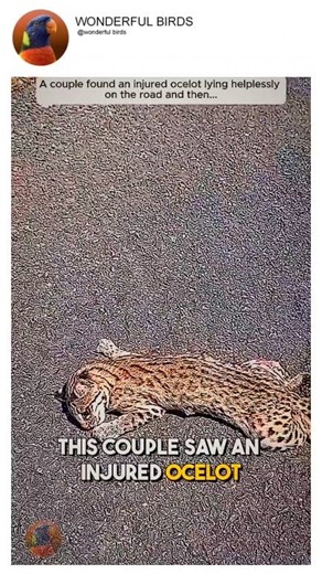 13K views · 60 reactions | Couple rescued a injured ocelot  #saved #ocelot #forever #kindness #rescue #animals | Wonderful Birds | Facebook