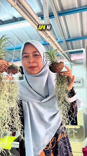 POKOK TANPA TANAH - Air Plant yang Mudah Dijaga