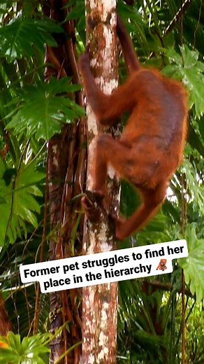 38K views · 310 reactions | A former pet orangutan isn't adapting well to life in the wild. 獵  #MeetTheOrangutans | Discovery Channel UK | Facebook