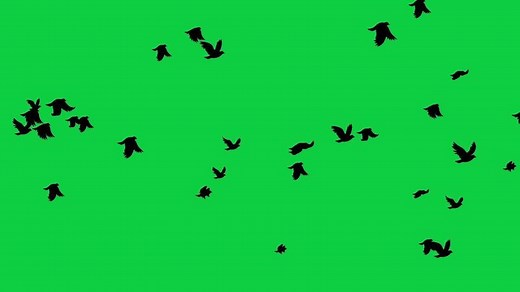 Download Birds flock flying away silhouette animation isolated on green screen background for free