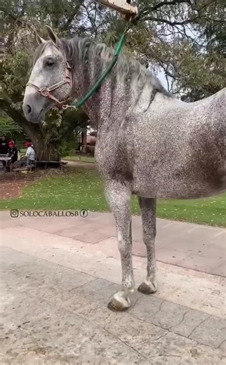 Como conocen este color de #caballo ? #caballosbailadores #horse #prehorse