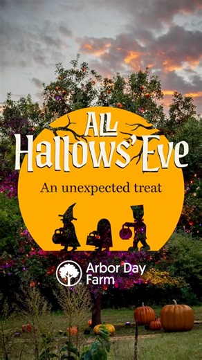 From laughter and treats to zip lines, campfire stories, and magic shows, All Hallows’ Eve is pure Halloween fun! Plan your visit today: https://bit.ly/4ngTrHw | Arbor Day Farm