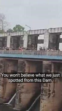 live sence group elephant going the Dam