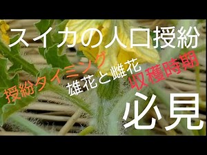 スイカの人口授粉 #雄花と雌花の見分け ＃タイミング ＃受粉と授粉の違い？