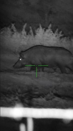 Hogzilla!! The Biggest Wild Hog I’ve Seen In Person #hoghunting