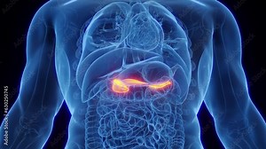 Animation of a human male's pancreas
