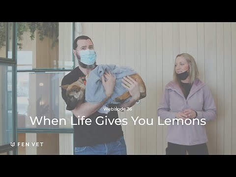 Fen Vet Webisode 36: A Diaphragmatic Hernia repair in a dog