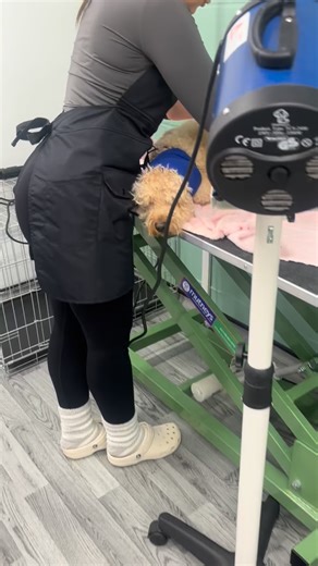 Meet Maggie 🐶 Maggie is a Cockerpoo who came to the academy today for a student groom. Her owner explained it was her first time at the academy and that she can be sensitive around her feet and nails. During the groom, we identified Maggie’s main trigger as the blaster dryer. Blaster dryers are powerful tools designed to remove water quickly, but for some dogs the noise, force, and sensation can cause anxiety and stress. When this happens, grooming can become overwhelming for the dog. At the ac