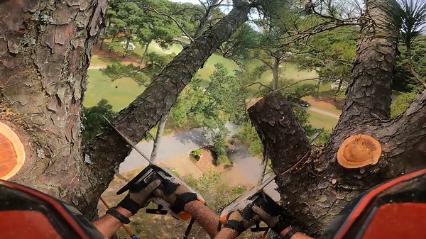 Easy Pine Removal to Start the Week Efficient and Smooth Job with Minimal Effort