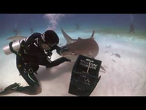 TIBURONES TIGRE Inmovilidad tónica