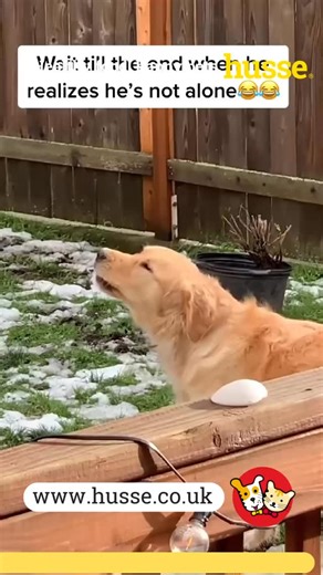 Make every meal count with Husse super-premium pet food from Sweden. Packed with flavour, essential vitamins, natural antioxidants and omega fatty acids, Husse recipes support strong immunity, healthy skin and a shiny coat while being easy to digest. Whether you have a playful pup, a chilled senior or a finicky feline, there’s a Husse food to keep them energetic and satisfied. Healthy food happy pet | Husse UK