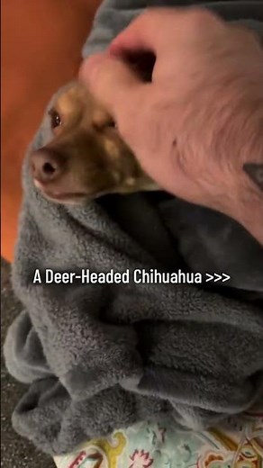 Deer-Headed Chihuahuas are the best #chihuahua #chihuahuacute #puppy