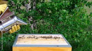 A beekeeper, a woman in a protective suit against bee stings, cigarette lighter fumigates a bee nest with smoke to calm them down. Beekeeping, care of the hive