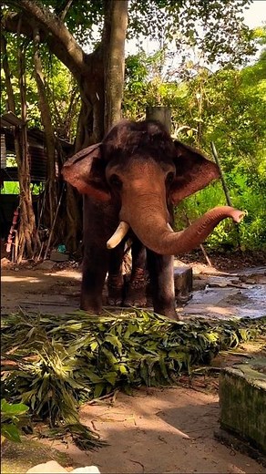 💃🦣 DANCING Elephant IMPRESSED 👌 the Crowd and says HELLO 👋 #elephant #animals #wildlife #shorts #yt