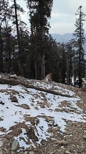 Cool view #snow | Beautiful mountain path