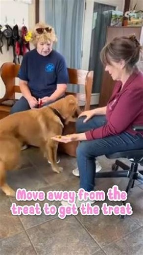 Good Dog on Instagram: "Sounds backwards, but it works. In early training, we teach dogs to move away from the treat to earn the treat. This builds impulse control, focus, and decision-making from the very start. 🐕 Less grabbing. More thinking. Better results. Want to build strong foundations with your dog? Contact us today!"