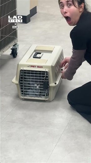 Cat keeps saying "hello" at the vets 🤣 (🎥: Collab)