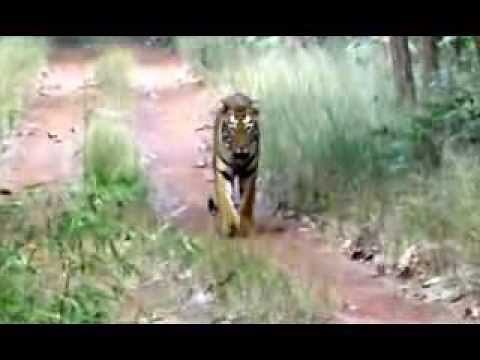 Man-eater tiger caught on tape in India