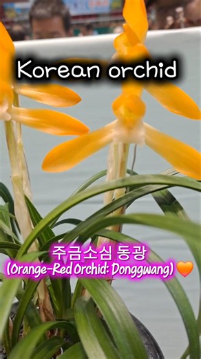 맑고 영롱한 주황색의 품격 주금소심 동광 (Orange-Red Orchid: Donggwang) 🌿