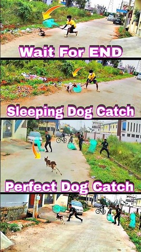 Perfect Dog Catcher #dog #streetdog #rescue #dogwithpublicsafety #ytviral #ytshortsindia