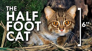 Rusty-Spotted Cat: The World’s Smallest Feline