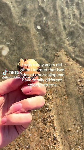 Understanding Scallop Shell Color Variation