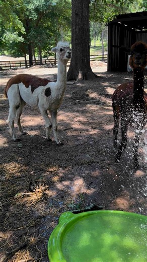 50K views · 5.8K reactions | Alpaca showers are here! #texas #summer #alpacas | From Suits to Boots | Facebook