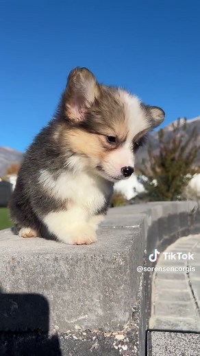 Exceptional Corgi Puppies Available for Adoption