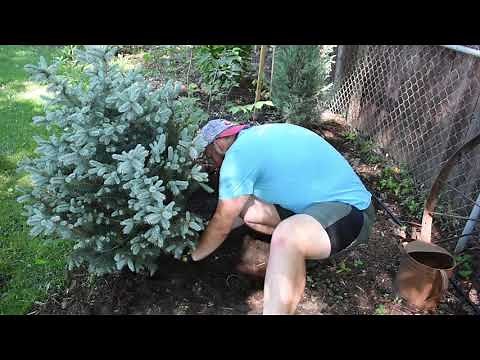 Planting A Fat Albert Blue Spruce // The Humble Gardener