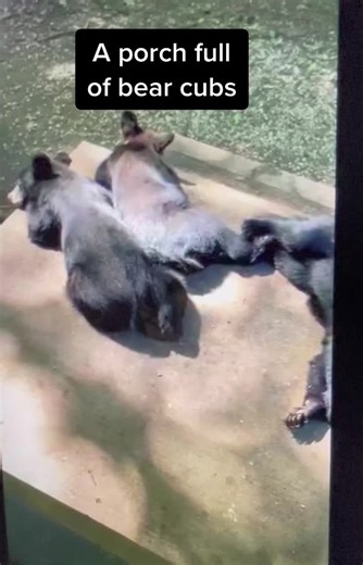 Mama Bear Leaves Cubs with Man for Babysitting Adventure