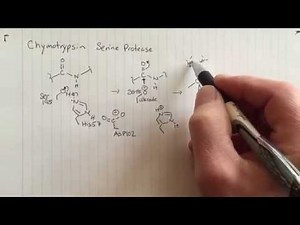 Chymotrypsin reaction mechanism: Phase I