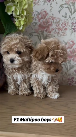 🐾Meet Our beautiful Maltipoo puppy 🤎🥰 We're thrilled to announce that our beautiful Maltipoo puppy is now ready for adoption! Raised in a loving, family-friendly environment, well-socialized with children and other pets. This adorable pups are ﻿﻿✔️Up to date on all vaccinations ✔️﻿﻿Potty trained (indoors & outdoors) ✔️Happy, healthy, and eager to find his forever home They're erfect companion-loyal, playful, and full of love. Don't miss out on the chance to welcome this little creatures into 