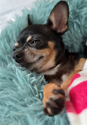 Cherishing Our Adorable Tiny Chihuahua Maya