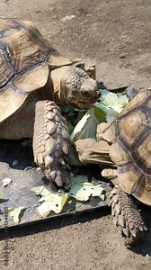 Close Up of African spurred tortoise eating vegetable and makes the mouth green. It is also called the sulcata tortoise (Centrochelys sulcata).