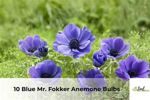 10 Blue Anemone Bulbs | Mr. Fokker Anemone Coronaria, Spring Flowers - Etsy