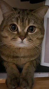 你出去打听打听，谁家小猫咪冬天还吹暖气呀？！ #猫咪 #可爱 #萌宠 #cat #catlover #catlife #catlovers #喵星人 #貓 #cats #catvideos | 李西木