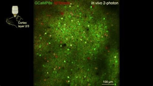For decades, two revolutions in neuroscience ran in parallel:- 🧠 In vivo imaging — watch neurons fire in living animals- 🧬 Spatial transcriptomics — read cell's molecular identityMeet TRU-FACT - a graph-based method that matches cells between these datasets at scale 🧵