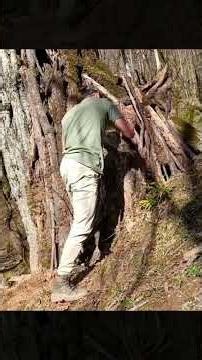 Turning a Hollow Tree into a Secret Shelter 🌳 Part 2