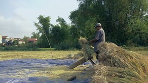 clip-14619004-rice-threshing-side-view-on-farmer-beating