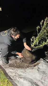 The last two gals to make it in this year 🌱 #garden #harvest #plants #satisfying #growyourown
